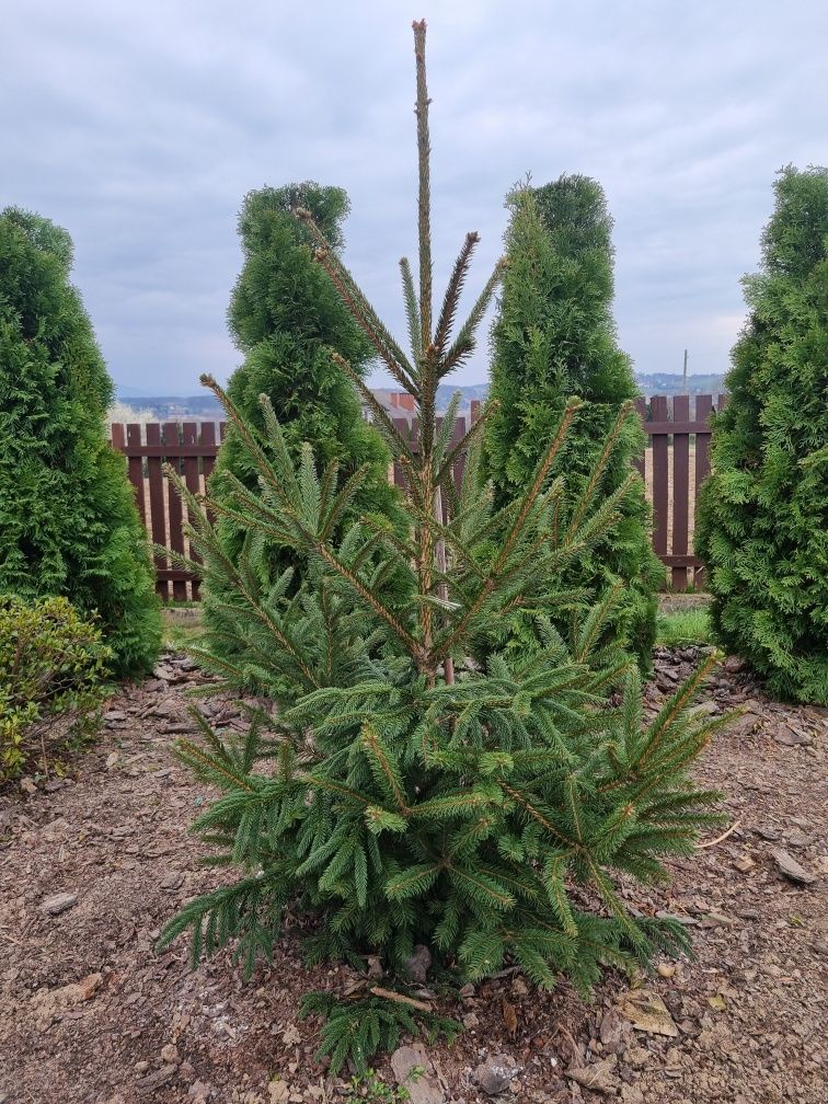 Swierk kaukaski aureospicata