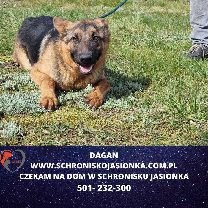 Dagan w schronisku jasionka aktualne