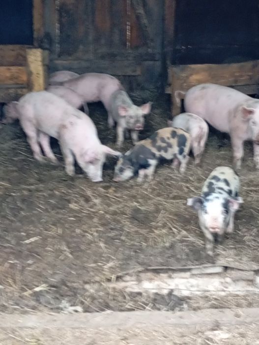 Продам поросят 2500