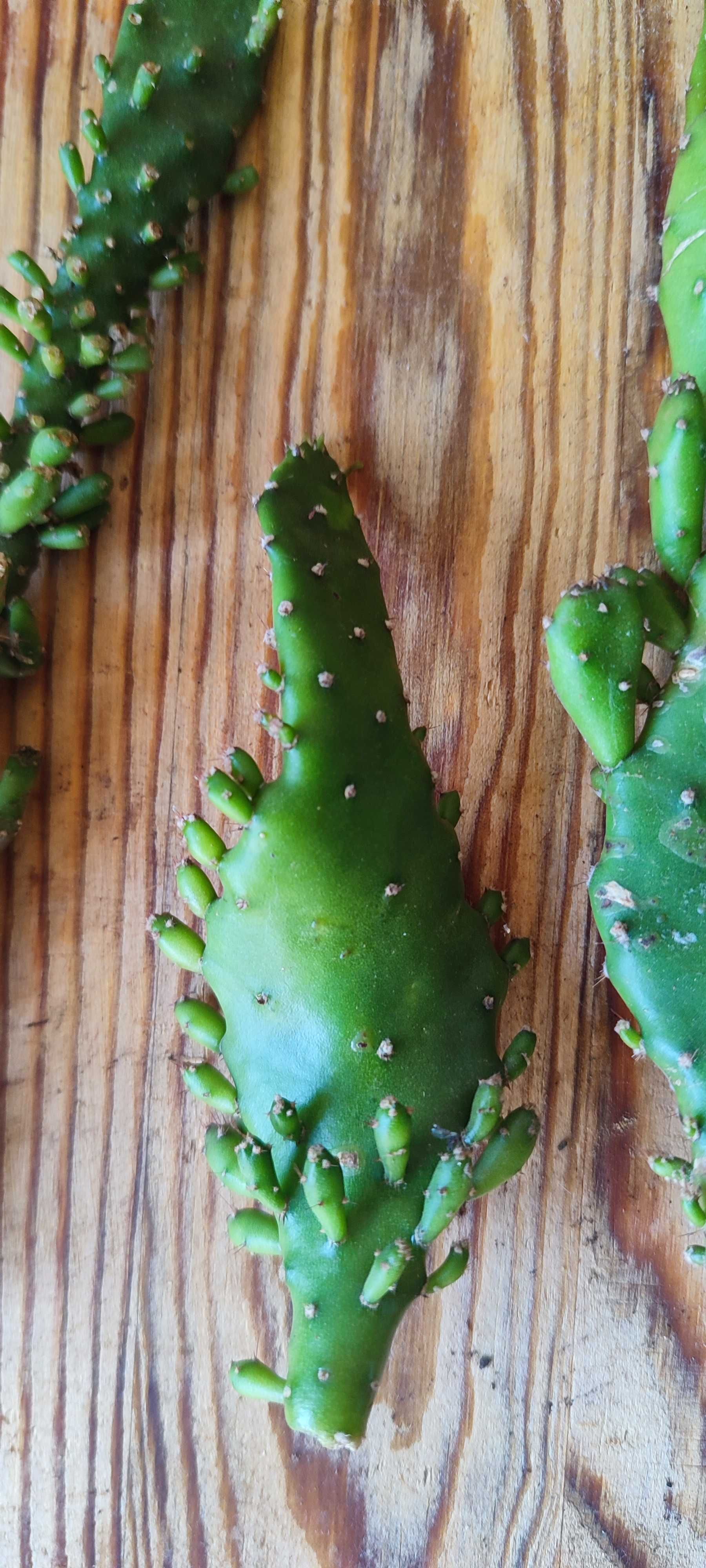 Opuntia monacantha sadzonki nie ukorzenione