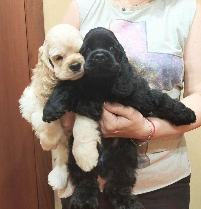 Щенки американского кокер спаниеля палевого и черного окрасов