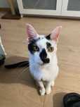 Gatinho fiv+ para adoção responsável