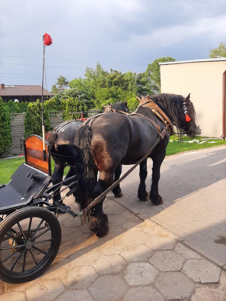 Konie zimnokrwiste