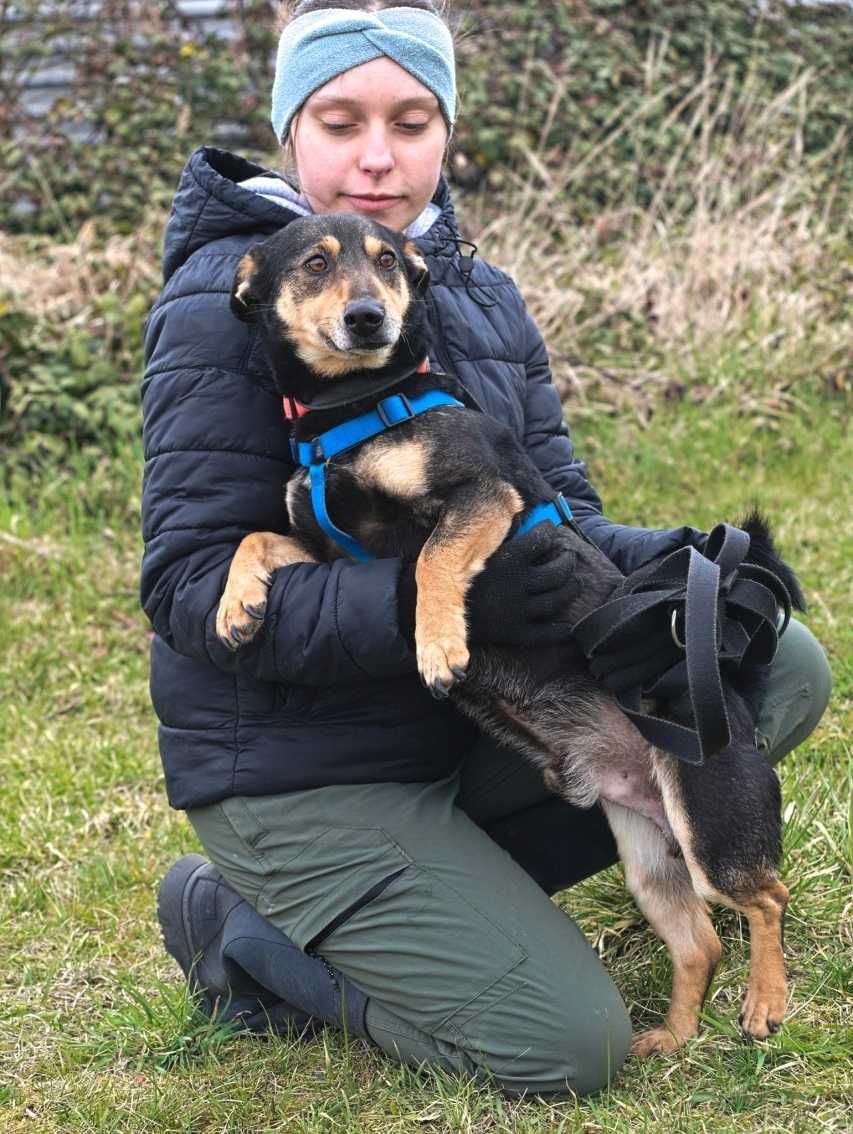 Plag - uroczy, przyjazny w typie jamnika - adopcja.