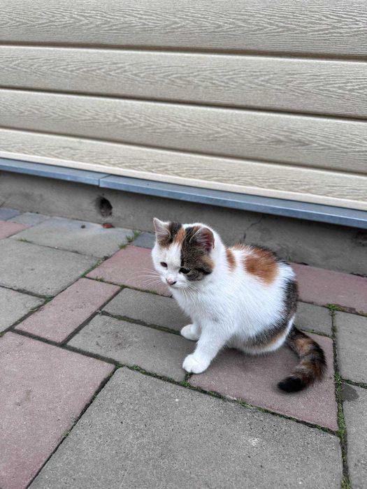 Віддам котика у добрі руки