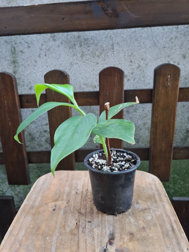 Costus barbatus - Gengibre Vermelho - Planta Envasada