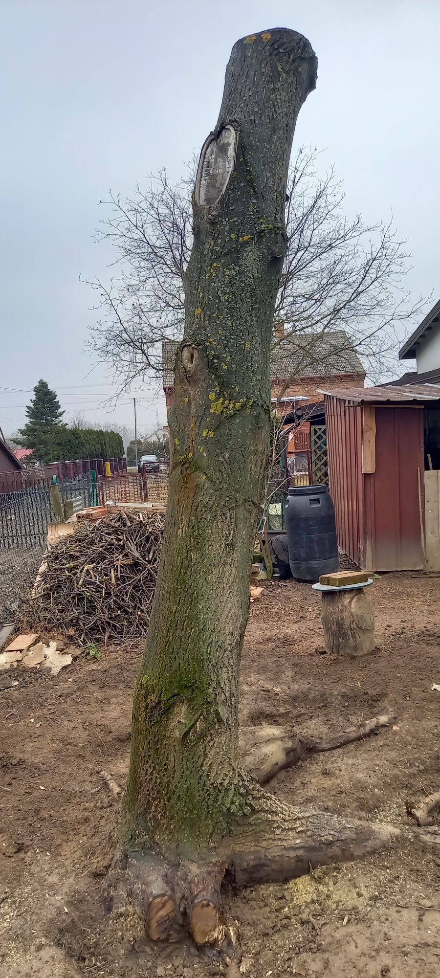 Orzech włoski,pień
