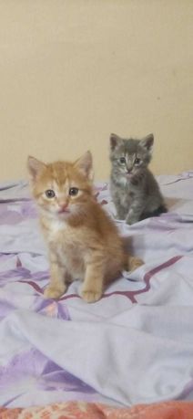 Котёнок мальчик и девочка
