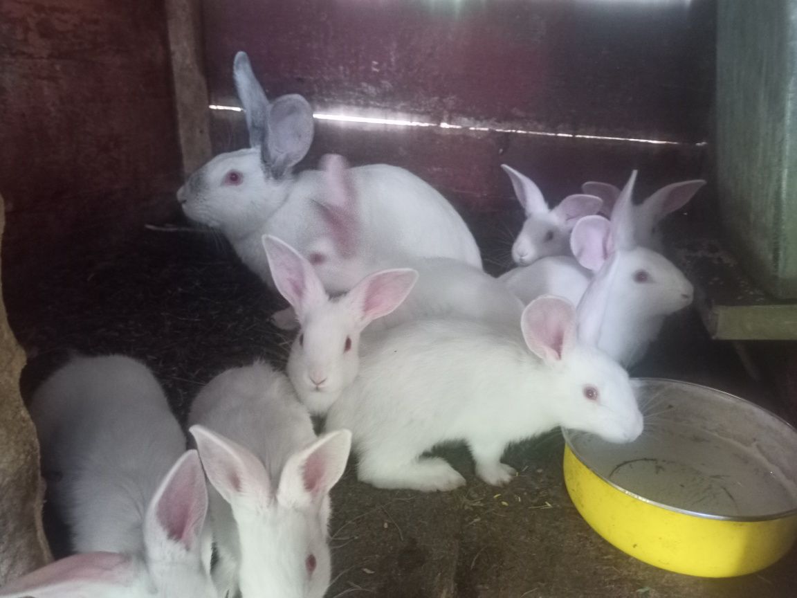 Продам молоді кролиці з кроленятами