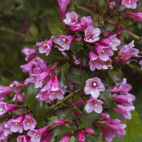 Кущі вейгели багаторічної