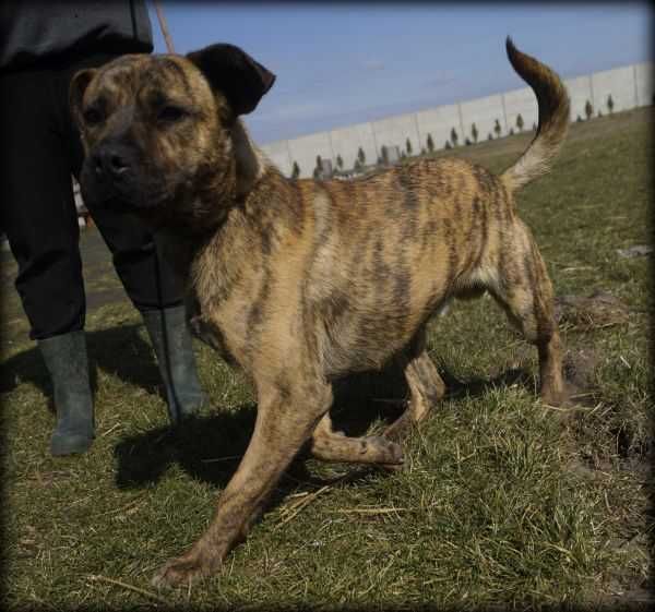 Pręgusek - wesoły duży psiak poleca się do adopcji