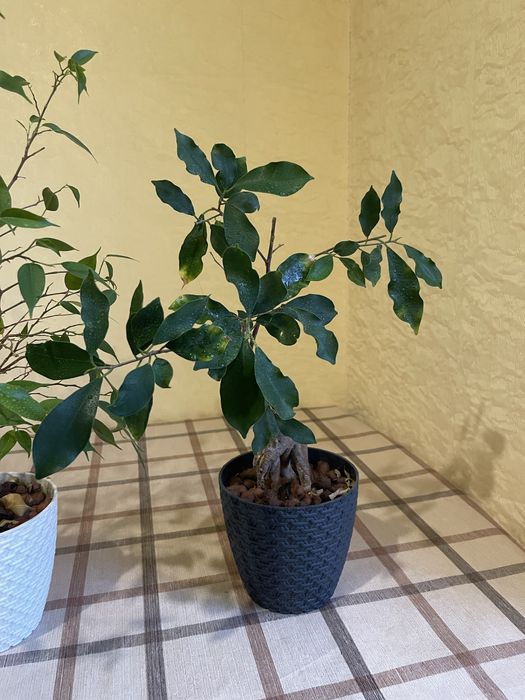 Продам фикус Бенджамина и фикус женьшеневый