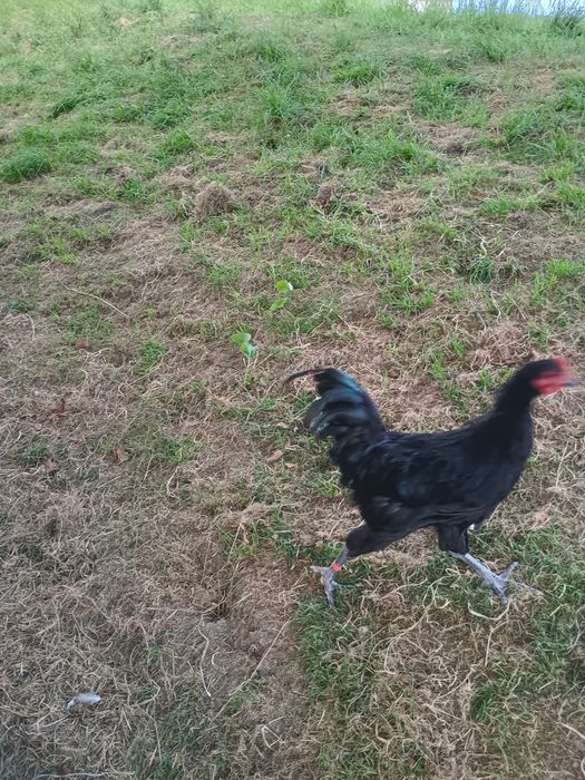 Sprzedam koguta rasy australorp
