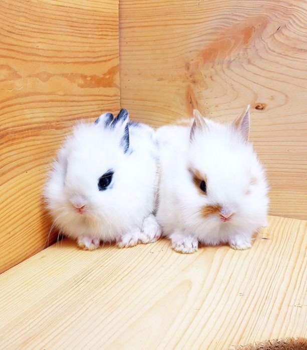 Карликовые мини кролики торчеухие и вислоухие декоративные,клетки,корм