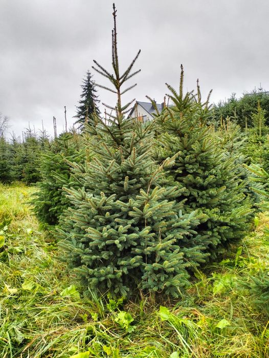 Sprzedam świerki srebrne CHOINKI ŚWIĄTECZNE