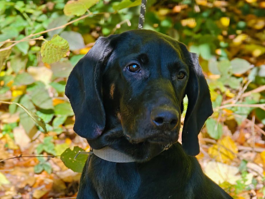 Suczka Gończy Polski