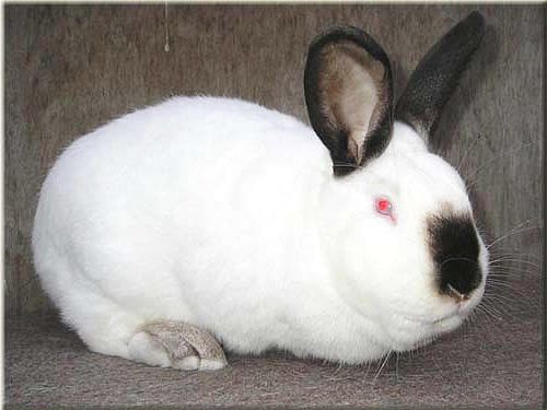 Кролі, кролики  Каліфорнійці самки і самці