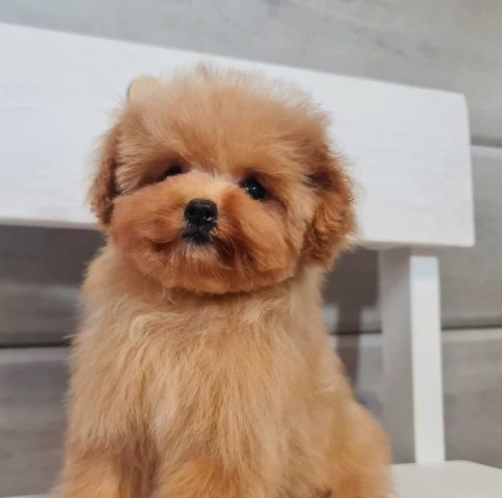 Pudel Toy - dziewczynka FCI ZKWP