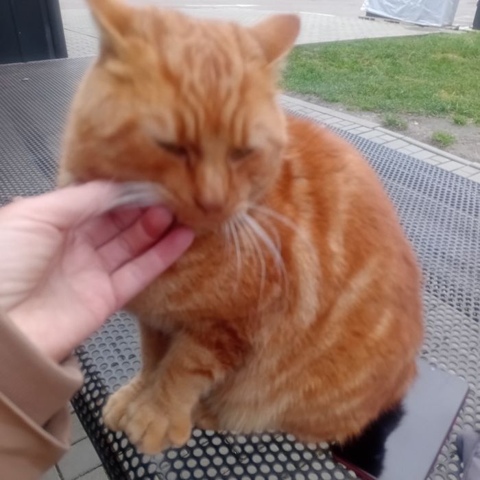 Котик -Вогник виключно в приватну оселю