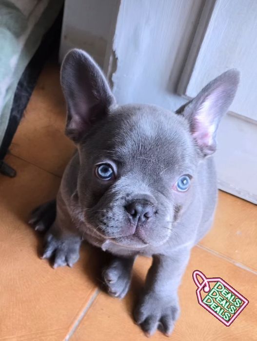 Bulldog francês Macho