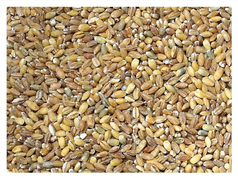 5kg Pęczak kasza jęczmienna ziarno zanęta przynęta wędkarska karaś