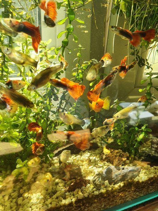 Małe gupiki rybki akwariowe własna hodowla