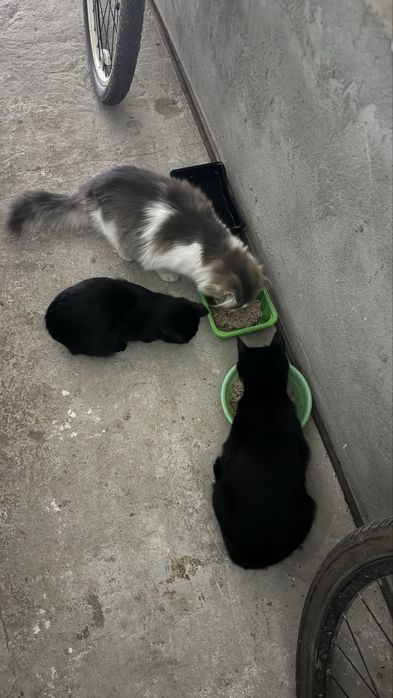 Кошенята, покинуті на дачах шукають дім