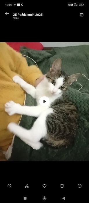 Znaleziono młodego kocurka