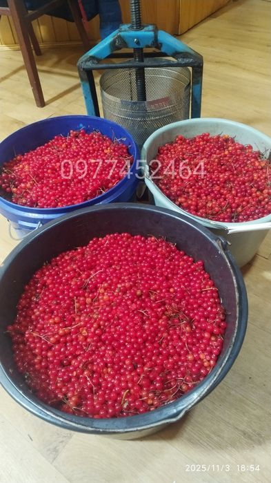 Калина ягода сік