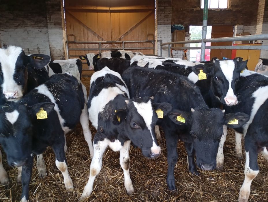 Starterki mieszańce