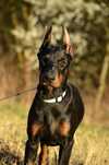 Piękna suczka dobermana!