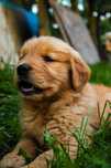 Golden Retriever FCI ostatnia suczka