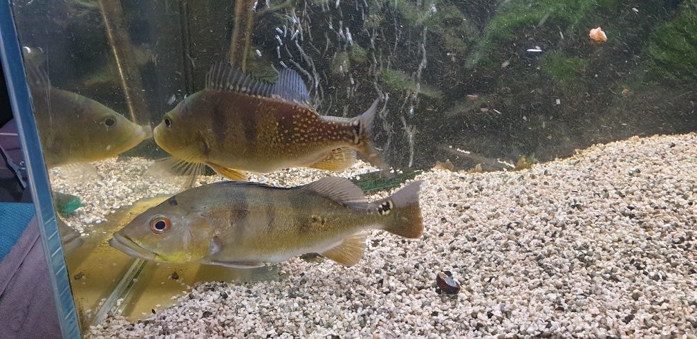 Cichla cichle 30cm