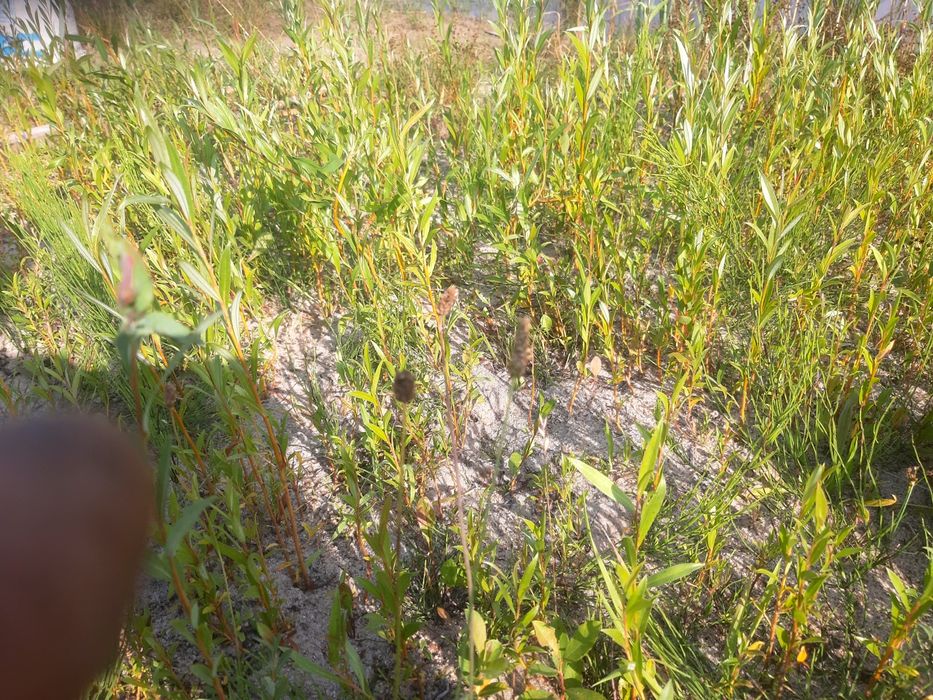 Wierzba pleciona sadzonki tegoroczne