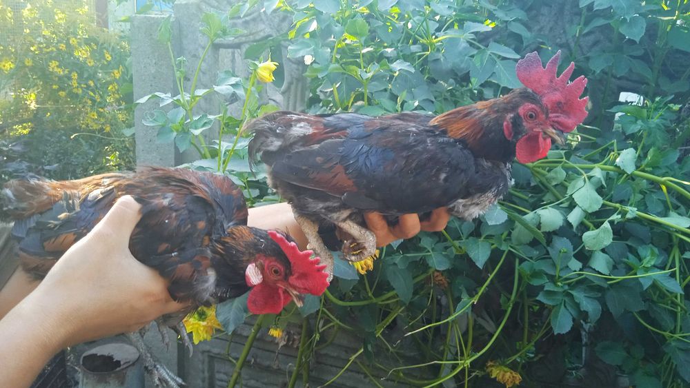 Карликові молоді півні