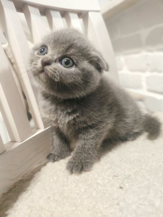 Шотландські кошенята