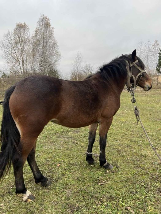 Продам лошицю півтора року