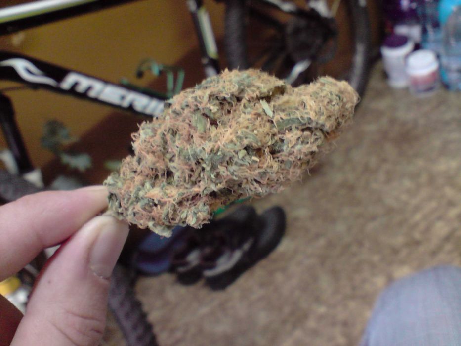 1g Trainwreck  Susz Roślinny cbt cbl cbc Raj Haj z Kaliformii! Działa!