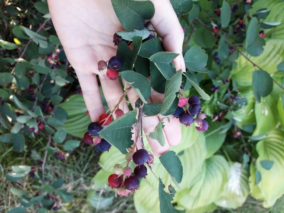 Ірга саджанці (копані) Ирга