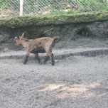 Casal de cabras anas  com filhote. 80 euros cada um.