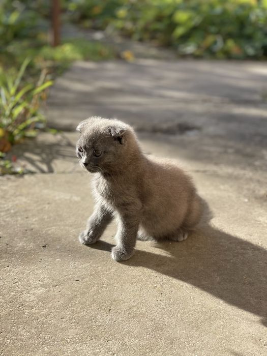 Кошеня висловухе шотландець