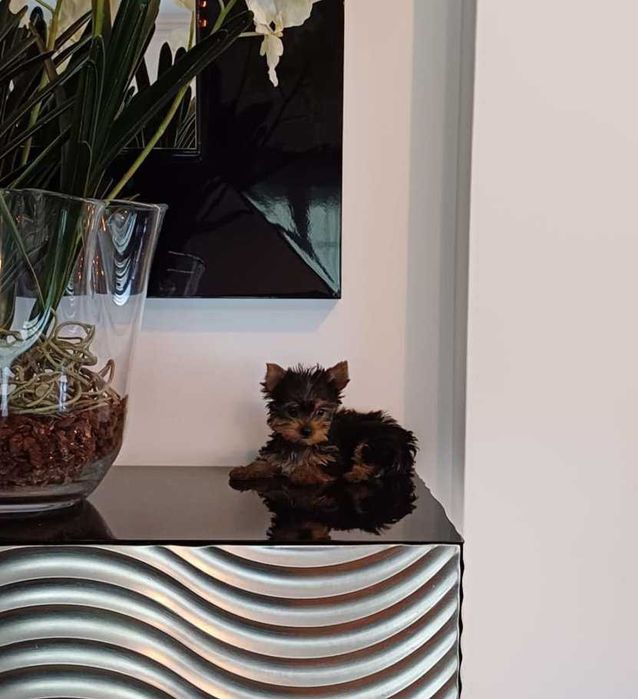 Yorkshire Terrier  Miniatura