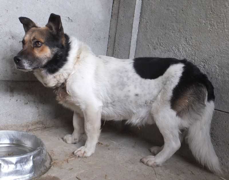 MAJTEK pies niski, biały w ciemne plamy, do adopcji