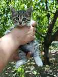 Отдам котенка бесплатно в добрые руки