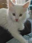Kocurek Maine Coon Gotowy do zmiany domu