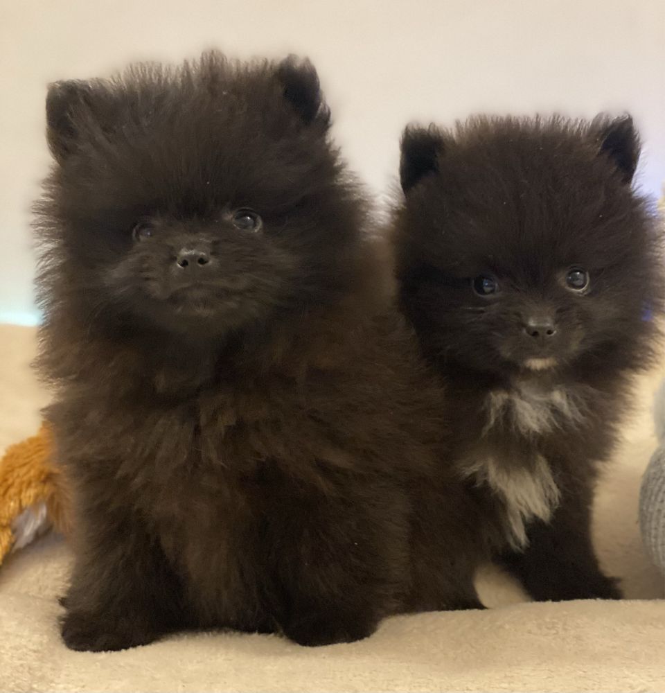 Pomeranian / szpic miniaturowy