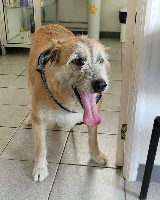 AZEITONA - Cãozinho para Adoção