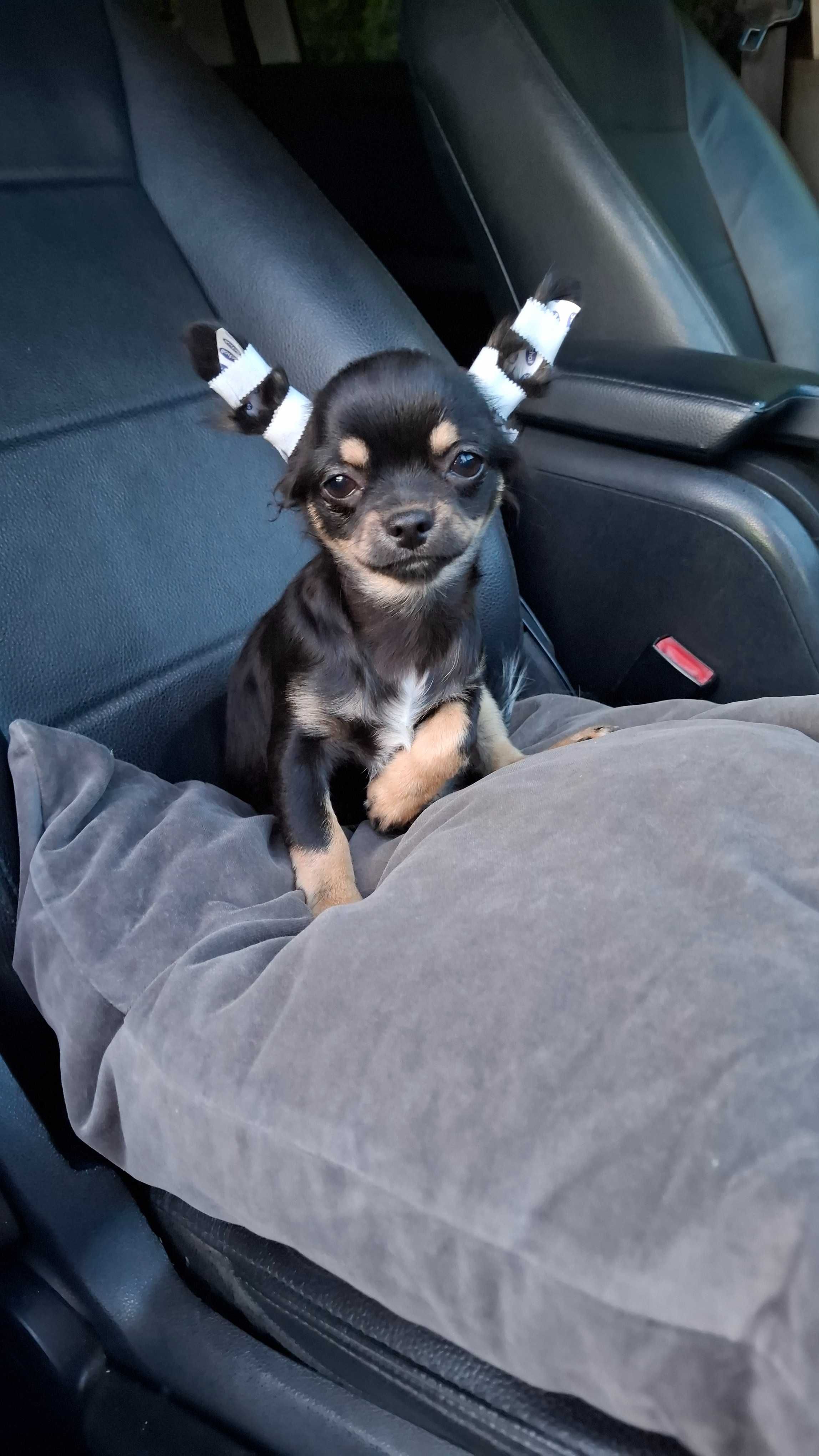Czarno-podpalany długowłosy chihuahua samiec gotowy do odbioru/rodowód