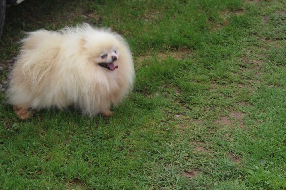 Szpic pomeranian piesek