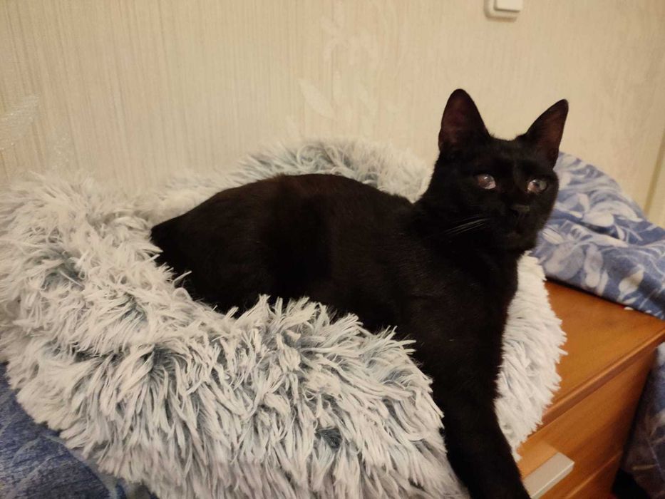 Gato para Adopção responsável